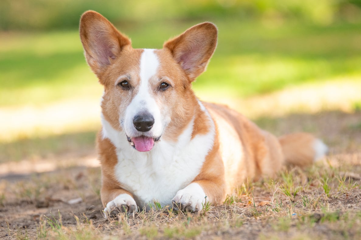 Cardigan Corgi