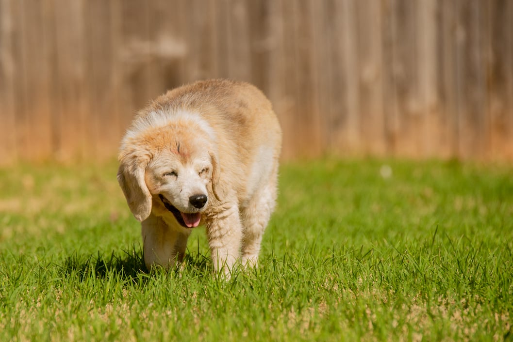 Pet Memorial Shoot