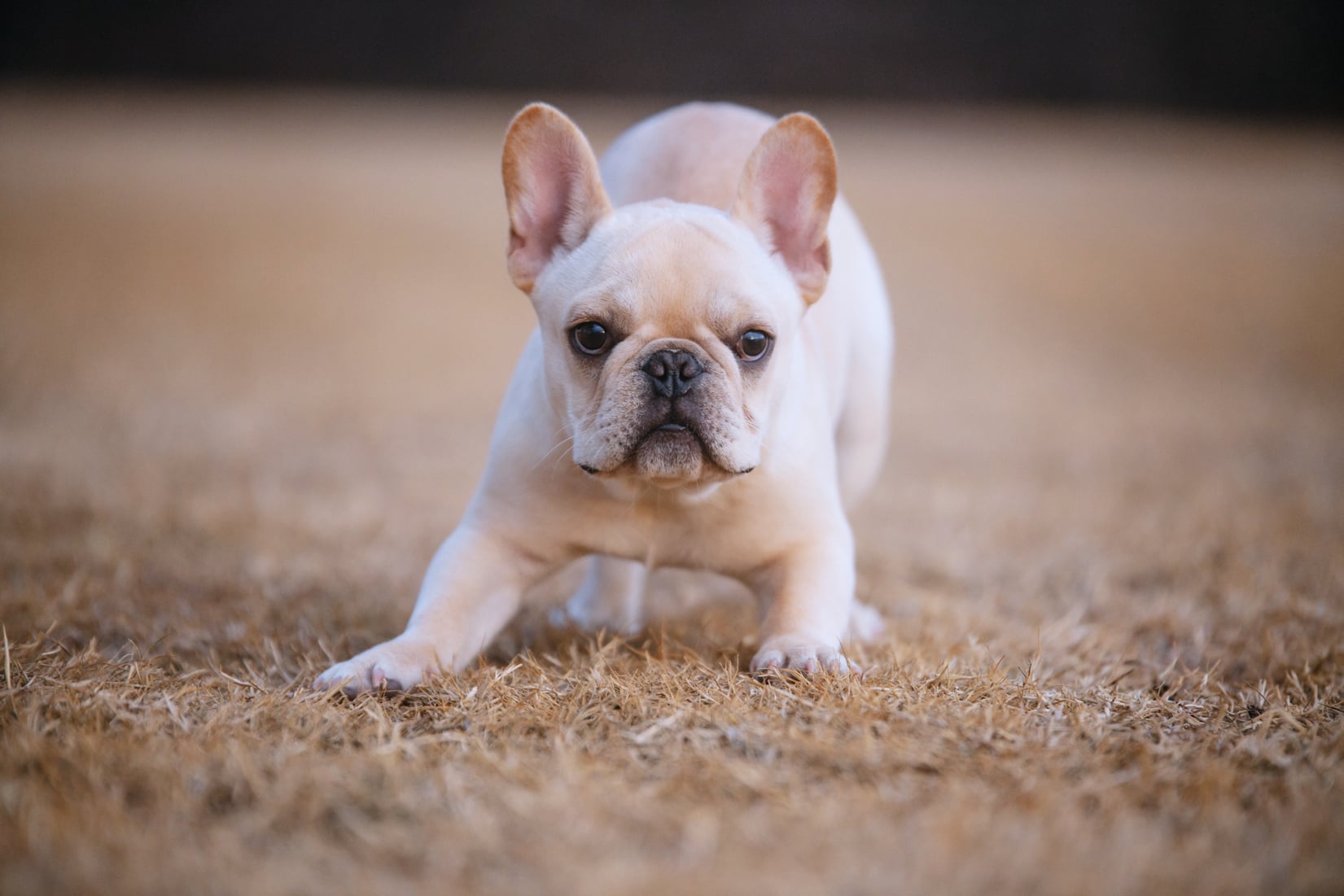 Frenchie Puppy