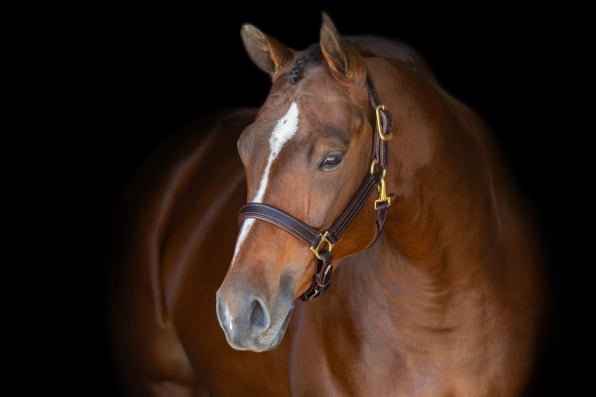 Quarter Horse