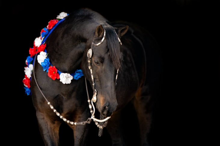Morgan Horse