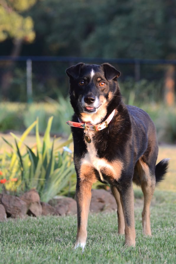 Rescue Dog