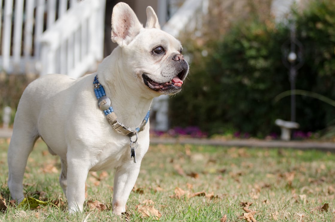 Elderly Frenchie