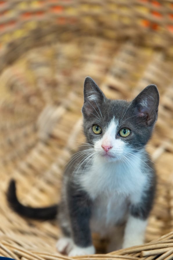 Shelter Pet