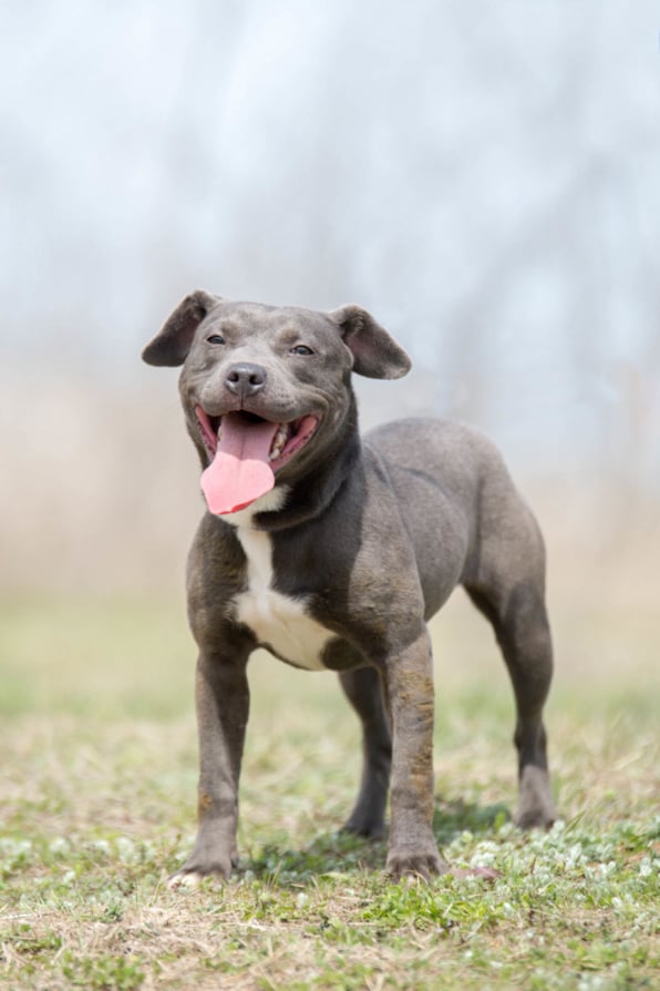 Shelter Pet