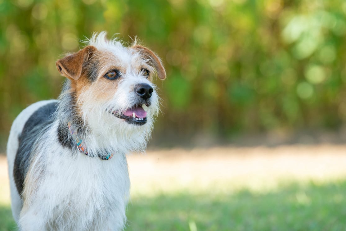 Shelter Pet